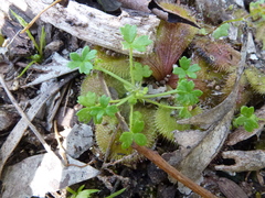 Hydrocotyle foveolata