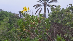 Flourensia thurifera