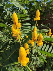 Senna didymobotrya