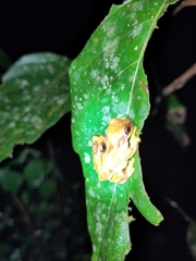 Dendropsophus ebraccatus