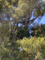 Ileostylus micranthus