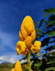 Senna didymobotrya