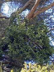 Ileostylus micranthus