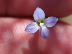 Wahlenbergia gracilis