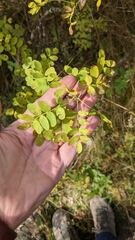 Caragana arborescens