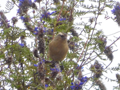 Conirostrum cinereum