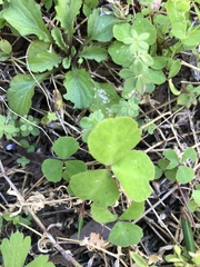 Trifolium repens