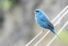 Cyanoloxia glaucocaerulea