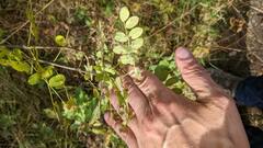 Caragana arborescens