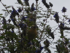 Conirostrum cinereum