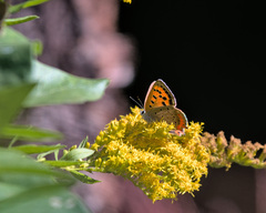 Lycaena phlaeas daimio