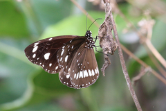 Euploea core corinna