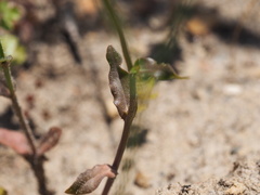Wahlenbergia gracilis