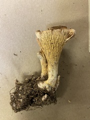 Turbinellus floccosus