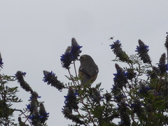 Conirostrum cinereum