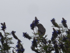 Conirostrum cinereum