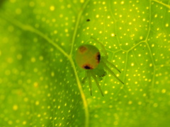Araneus circulissparsus