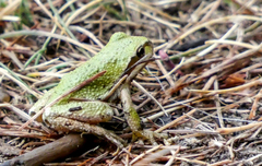 Pseudacris sierra
