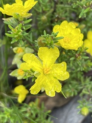 Hibbertia calycina