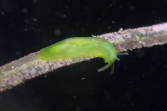 Phyllaplysia taylori
