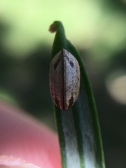 Balta bicolor
