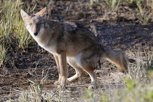 Coyote photographed in Massachusetts