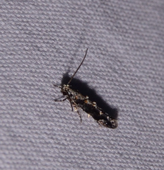 Coleotechnites florae