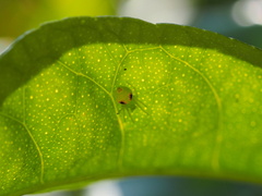 Araneus circulissparsus