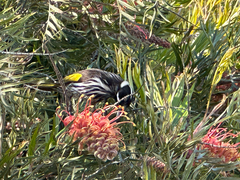 Phylidonyris novaehollandiae