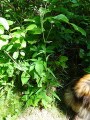 Hieracium tridentatum