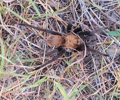 Aphonopelma anax