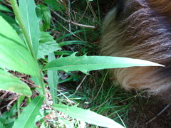 Hieracium tridentatum