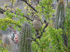 Mimus thenca