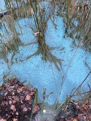Cyanophyceae