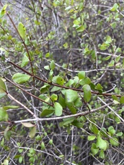 Lonicera subspicata
