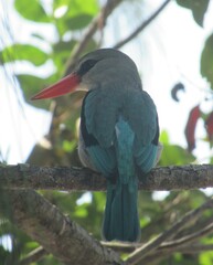 Halcyon senegaloides