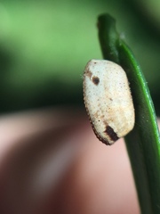 Balta bicolor
