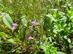 Agalinis neoscotica