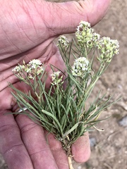 Lepidium montanum