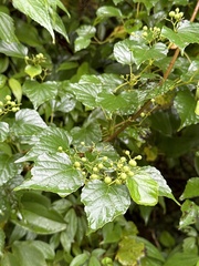 Ampelopsis glandulosa hancei