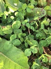 Trifolium repens