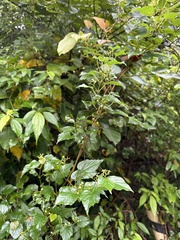Ampelopsis glandulosa hancei