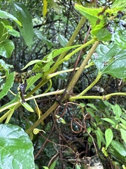Ampelopsis glandulosa hancei