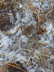 Dasymutilla bioculata