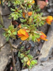 Pultenaea procumbens