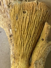 Turbinellus floccosus