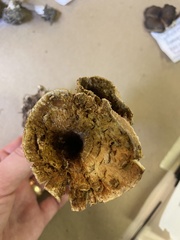 Turbinellus floccosus