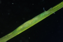Phyllaplysia taylori