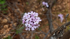 Glandularia laciniata