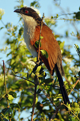 Centropus superciliosus burchellii